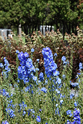 Blue Fountains Larkspur (Delphinium 'Blue Fountains') at Millcreek Nursery Ltd