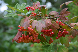 Wentworth Cranberry (Viburnum trilobum 'Wentworth') at Millcreek Nursery Ltd