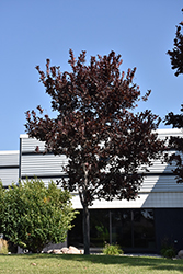 Midnight Schubert Chokecherry (Prunus virginiana 'Midnight Schubert') at Millcreek Nursery Ltd