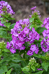 Flame Purple Garden Phlox (Phlox paniculata 'Flame Purple') at Millcreek Nursery Ltd