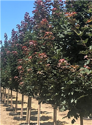 Conquest Norway Maple (Acer platanoides 'Conzam') at Millcreek Nursery Ltd