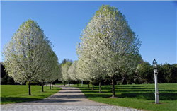 Navigator Ornamental Pear (Pyrus 'DurPSN303') at Millcreek Nursery Ltd