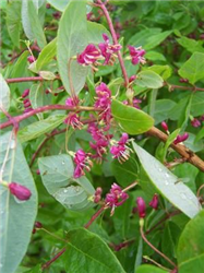 Sakhalin Honeysuckle (Lonicera maximowiczii 'var. sakhalinensis') at Millcreek Nursery Ltd