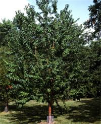 Ming Cherry (Prunus maackii 'Ming') at Millcreek Nursery Ltd