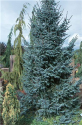 Bruns Serbian Spruce (Picea omorika 'Bruns') at Millcreek Nursery Ltd