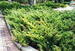 Arcadia Juniper (Juniperus sabina 'Arcadia') at Millcreek Nursery Ltd