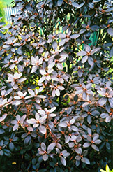 P.J.M. Elite Rhododendron (Rhododendron 'P.J.M. Elite') at Millcreek Nursery Ltd