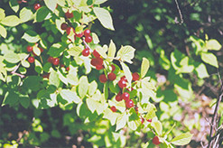 Nanking Cherry (Prunus tomentosa) at Millcreek Nursery Ltd