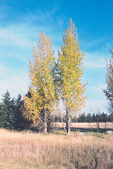 Prairie Sky Poplar (Populus 'Prairie Sky') at Millcreek Nursery Ltd