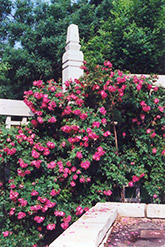 William Baffin Shrub Rose (Rosa 'William Baffin') at Millcreek Nursery Ltd