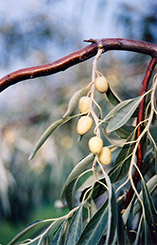 Russian Olive (Elaeagnus angustifolia) at Millcreek Nursery Ltd