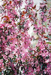 Shaughnessy Cohen Flowering Crab (Malus 'Shaughnessy Cohen') at Millcreek Nursery Ltd
