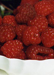 Red River Raspberry (Rubus 'Red River') at Millcreek Nursery Ltd