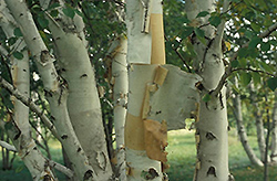 Prairie Dream Paper Birch (Betula papyrifera 'Varen') at Millcreek Nursery Ltd