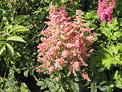 Country and Western Astilbe (Astilbe 'Country And Western') at Millcreek Nursery Ltd