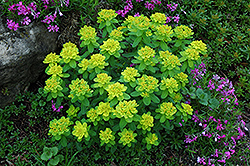 Cushion Spurge (Euphorbia polychroma) at Millcreek Nursery Ltd