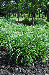Moor Grass (Molinia caerulea) at Millcreek Nursery Ltd