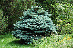  Blue Globe Spruce (Picea pungens 'Globosa') at Millcreek Nursery Ltd