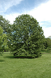 Northern Pin Oak (Quercus ellipsoidalis) at Millcreek Nursery Ltd