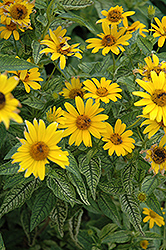 Loraine Sunshine False Sunflower (Heliopsis helianthoides 'Loraine Sunshine') at Millcreek Nursery Ltd
