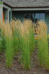 Karl Foerster Reed Grass (Calamagrostis x acutiflora 'Karl Foerster') at Millcreek Nursery Ltd