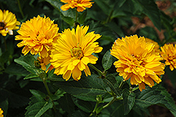 Summer Sun False Sunflower (Heliopsis helianthoides 'Summer Sun') at Millcreek Nursery Ltd
