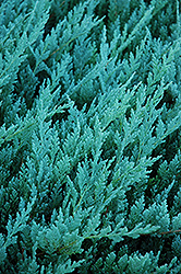 Blue Chip Juniper (Juniperus horizontalis 'Blue Chip') at Millcreek Nursery Ltd