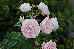 Morden Blush Shrub Rose (Rosa 'Morden Blush') at Millcreek Nursery Ltd