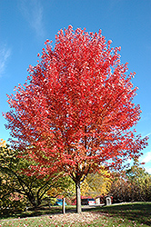 Autumn Blaze Maple (Acer x freemanii 'Jeffersred') at Millcreek Nursery Ltd