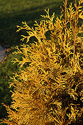 Yellow Ribbon Cedar (Thuja occidentalis 'Yellow Ribbon') at Millcreek Nursery Ltd