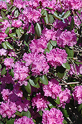 P.J.M. Rhododendron (Rhododendron 'P.J.M.') at Millcreek Nursery Ltd