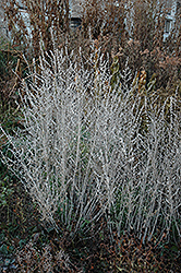 Russian Sage (Perovskia atriplicifolia) at Millcreek Nursery Ltd