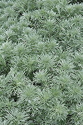 Silver Mound Artemisia (Artemisia schmidtiana 'Silver Mound') at Millcreek Nursery Ltd