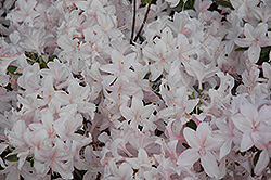 White Lights Azalea (Rhododendron 'White Lights') at Millcreek Nursery Ltd