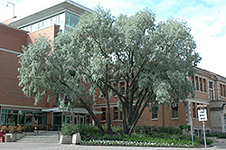 Silver Willow (Salix alba 'Sericea') at Millcreek Nursery Ltd