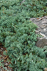 Blue Rug Juniper (Juniperus horizontalis 'Wiltonii') at Millcreek Nursery Ltd