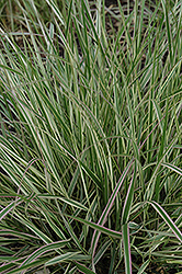 Variegated Reed Grass (Calamagrostis x acutiflora 'Overdam') at Millcreek Nursery Ltd