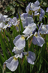 Summer Sky Iris (Iris sibirica 'Summer Sky') at Millcreek Nursery Ltd