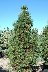 Columnar Mugo Pine (Pinus mugo 'Columnaris') at Millcreek Nursery Ltd