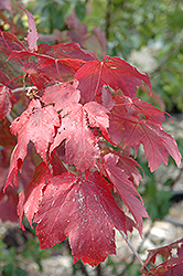Scarlet Jewel Red Maple (Acer rubrum 'Bailcraig') at Millcreek Nursery Ltd