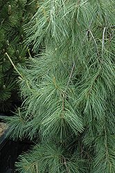 Weeping Eastern White Pine (Pinus strobus 'Pendula') at Millcreek Nursery Ltd