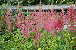 Visions in Pink Chinese Astilbe (Astilbe chinensis 'Visions in Pink') at Millcreek Nursery Ltd