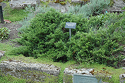 New Tam Blue Juniper (Juniperus sabina 'New Blue Tam') at Millcreek Nursery Ltd