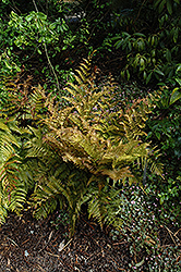 Autumn Fern (Dryopteris erythrosora) at Millcreek Nursery Ltd