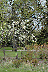 Toka Plum (Prunus 'Toka') at Millcreek Nursery Ltd