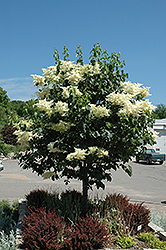 Snowdance Japanese Tree Lilac (Syringa reticulata 'Bailnce') at Millcreek Nursery Ltd