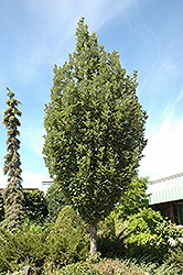 Crimson Spire Oak (Quercus 'Crimschmidt') at Millcreek Nursery Ltd