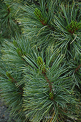 Algonquin Pillar Swiss Stone Pine (Pinus cembra 'Algonquin Pillar') at Millcreek Nursery Ltd