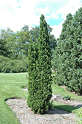 Degroot's Spire Cedar (Thuja occidentalis 'Degroot's Spire') at Millcreek Nursery Ltd