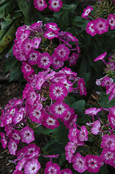Flame Purple Eye Garden Phlox (Phlox paniculata 'Barthirtythree') at Millcreek Nursery Ltd